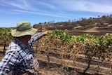 Bindoon sultana farmer Peter Rogers in front of fire damaged vines and reticulation pipes.