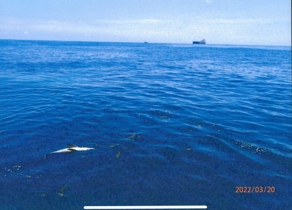 Un delfín muerto en el océano con un barco al fondo.