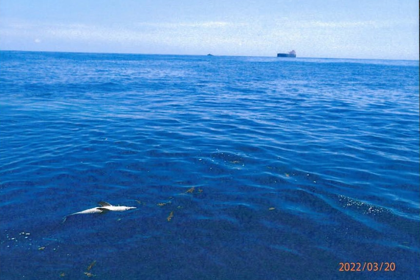 a dead dolphin floats