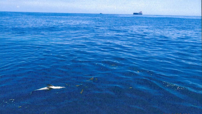 a dead dolphin floats