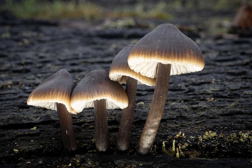 Four mushrooms sprouting out of the ground lit up with light. 