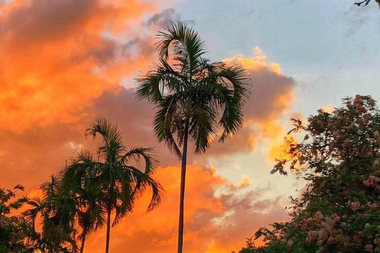 Palm tree cloaked in golden skies