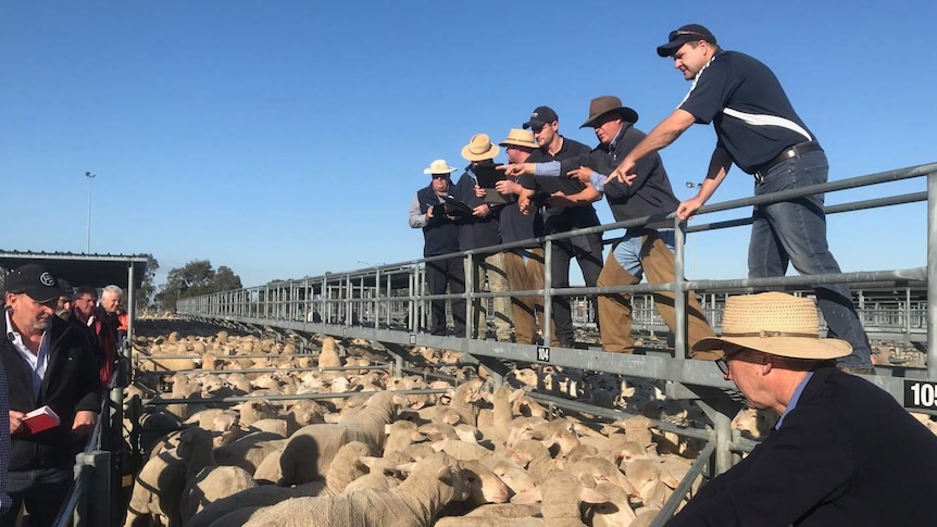 People buying and selling lambs at the saleyards.