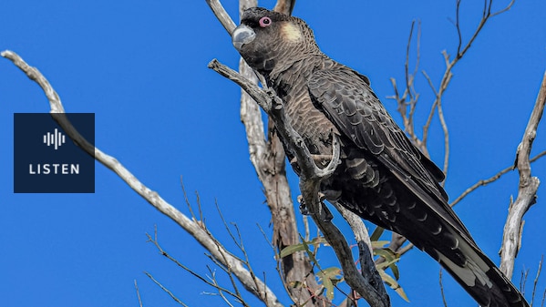 Black cockatoo with a pale cheek and small top bill perched in a tree. Has Audio.