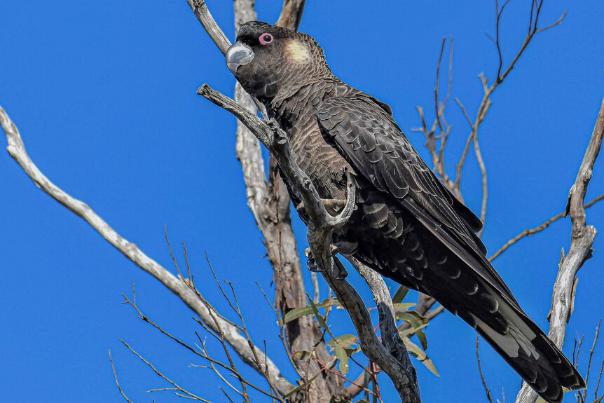 Black cockatoo with a pale cheek and small top bill perched in a tree.