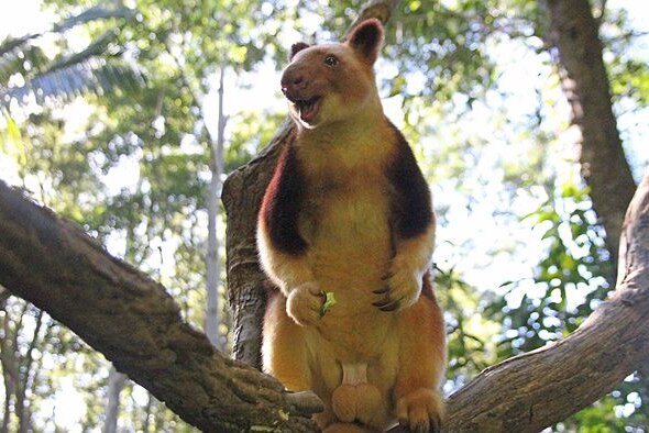 Goodfellows tree kangaroo