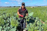 Hamid in the middle of a paddock holding a broccoli plant, Lockyer Valley, Queensland, June 2022. 