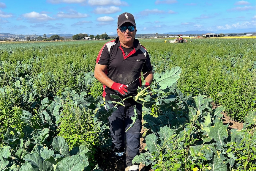 Hamid in the middle of a paddock holding a broccoli plant, Lockyer Valley, Queensland, June 2022. 