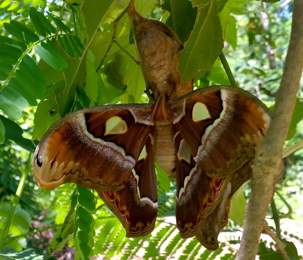 Rare Atlas moths photographed mating at Tree Point Conservation Reserve ...