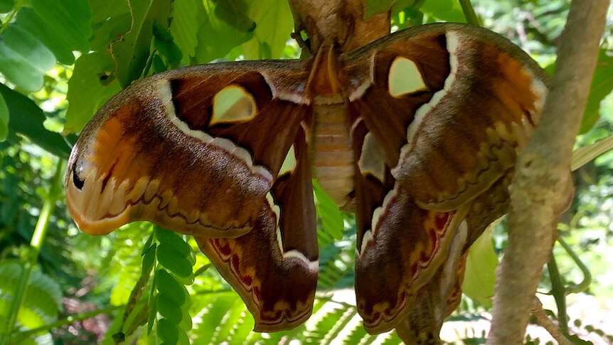 A rare Atlas moth