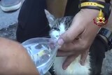 An emergency worker gives a rescued cat a drink of water.