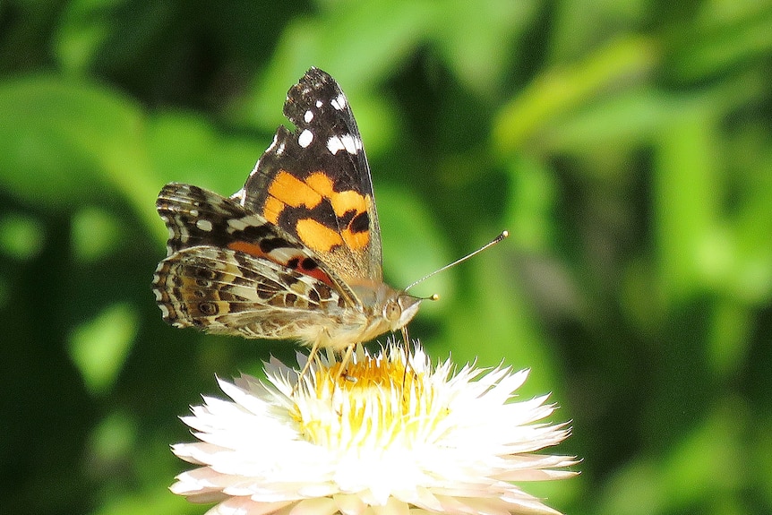 A butterfly sits on a flower.