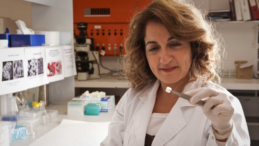 Professor Hala Zreiqat in a science lab picking up a small item with tongs.