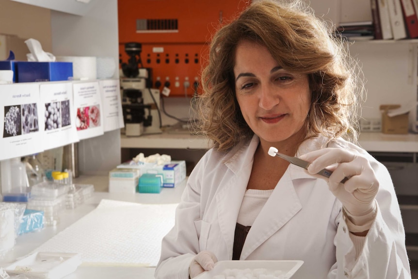 Professor Hala Zreiqat in a science lab picking up a small item with tongs.