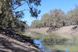 Darling river stops flowing north of Wentworth and south of Pooncarie