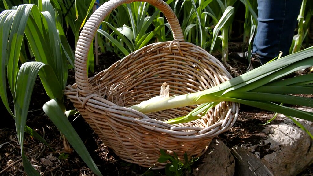 A wicker basket with a freshly harvested leek inside.