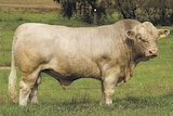 A well structured Charolais bull stands in a paddock in front of a barbed-wire fence.