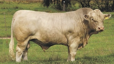 A well structured Charolais bull stands in a paddock in front of a barbed-wire fence.