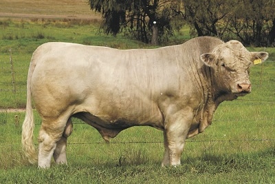 A well structured Charolais bull stands in a paddock in front of a barbed-wire fence.