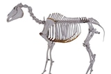 Phar Lap's skeleton will be adjusted to match his proud physique.