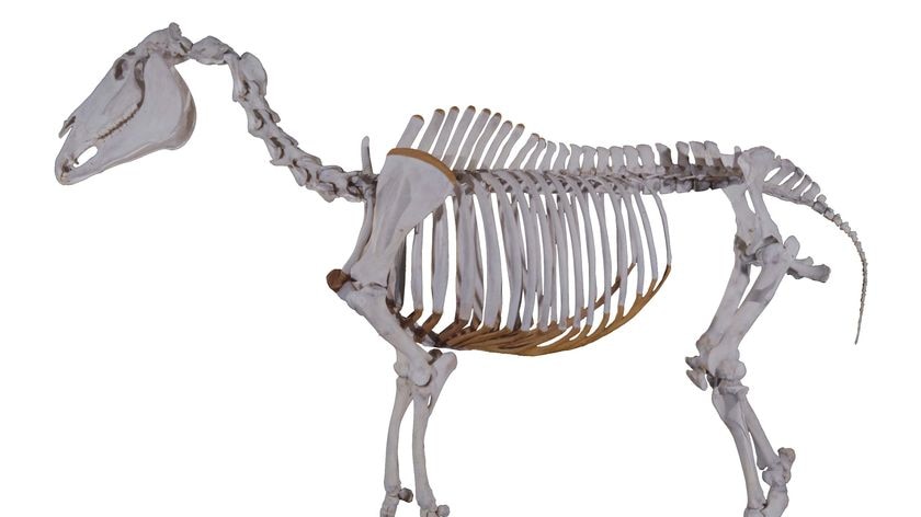 The skeleton of Phar Lap