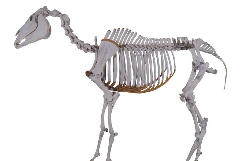 The skeleton of Phar Lap