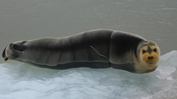 Seal entangled in plastic