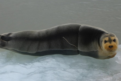 Seal entangled in plastic