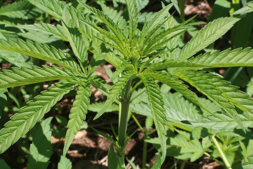 A close-up of a hemp crop being grown for a warm Queensland climate in the state's south-east.