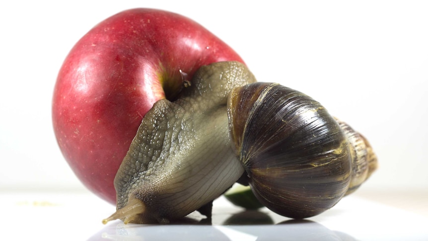 A Giant African Snail attached to a red apple.