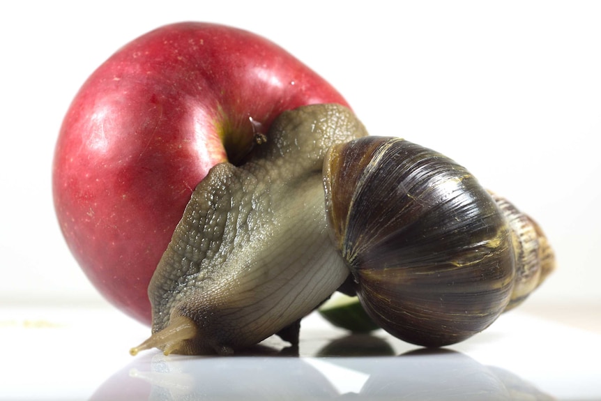 Un escargot africain géant attaché à une pomme rouge.