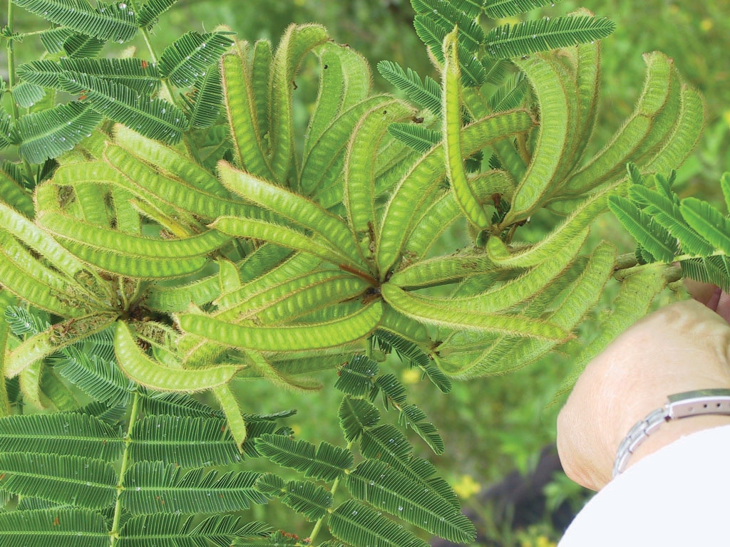 Decenas de grandes vainas de semillas juveniles sobresalen como un abanico de un dosel de hojas.