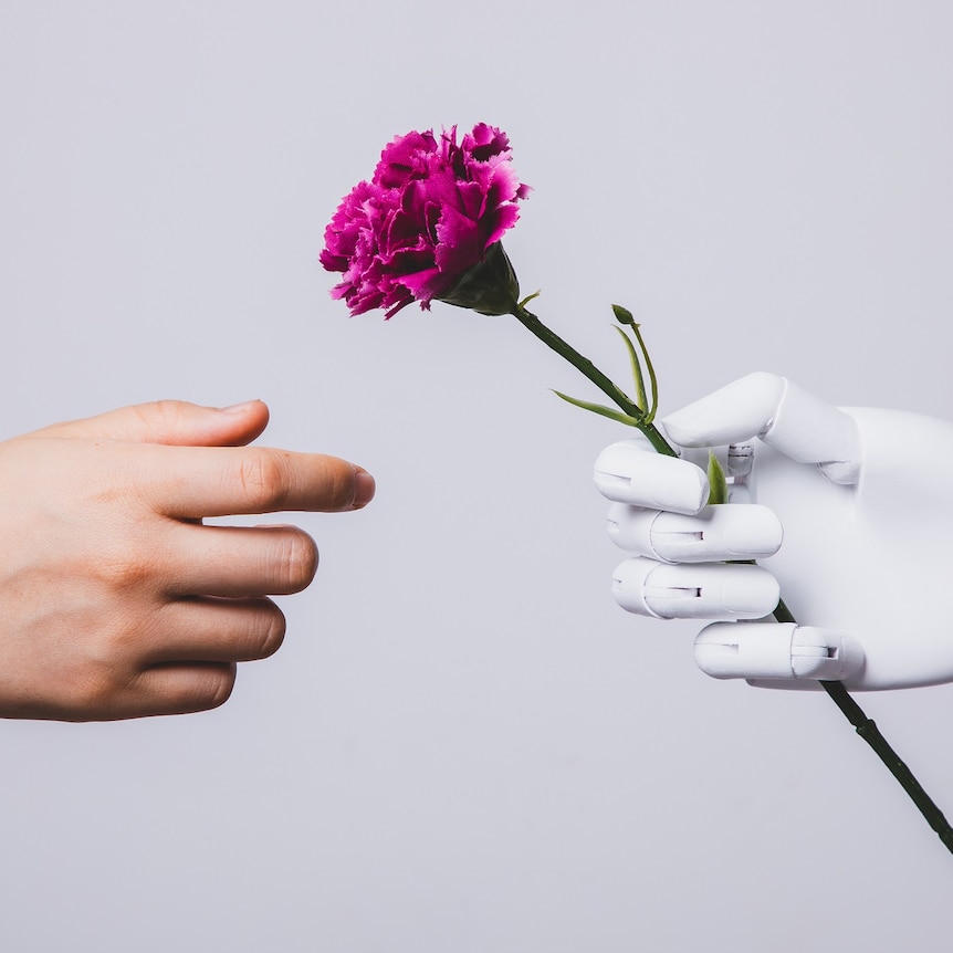 human hand reaching for carnation flower in robotic hand