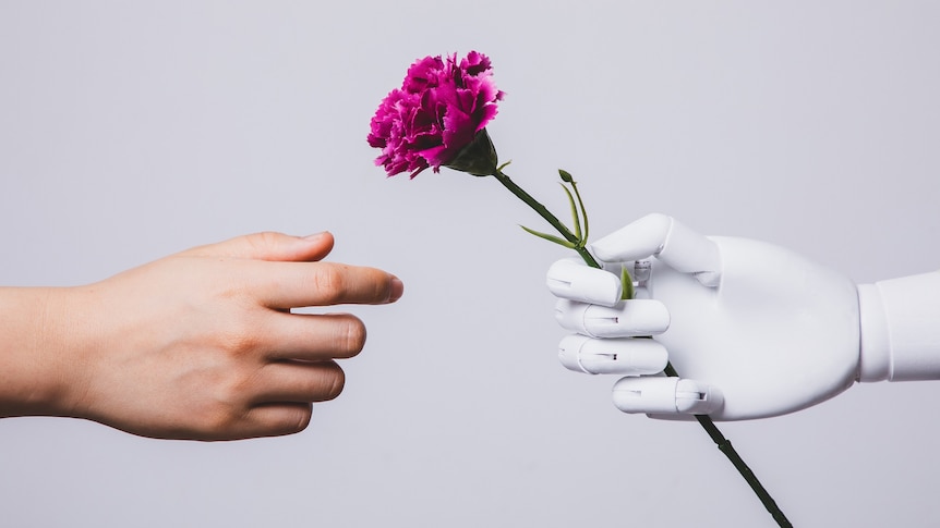 human hand reaching for carnation flower in robotic hand