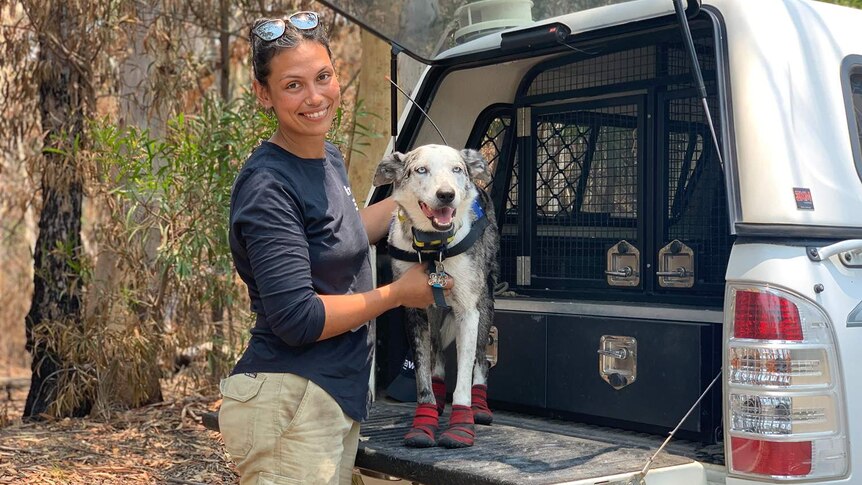 Josey Sharrad stands with Bear the dog, one of only a handful of dogs in Australia trained to detect injured koalas.