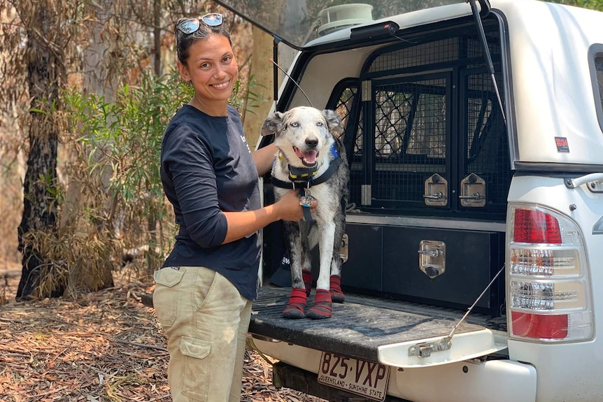 Josey Sharrad stands with Bear the dog, one of only a handful of dogs in Australia trained to detect injured koalas.