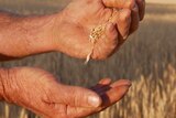Grains of wheat running through a man's hand