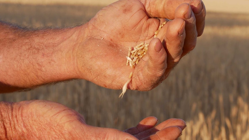 Grains of wheat running through a man's hand