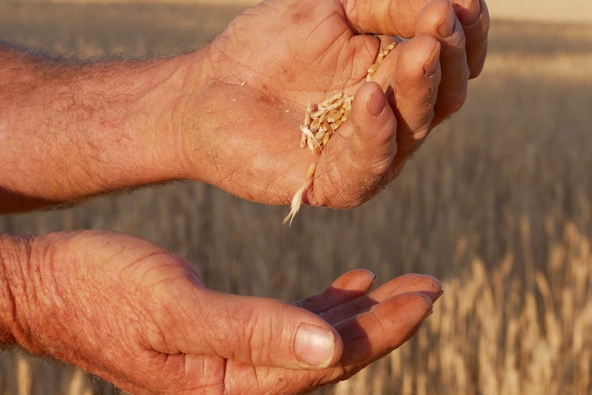 Grains of wheat running through a man's hand