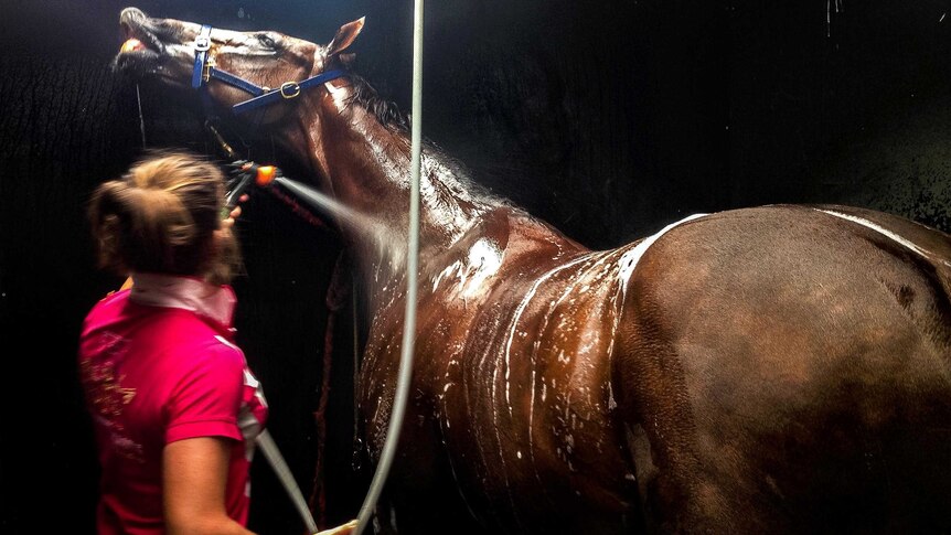 A farrier hoses down a horse in its stall.