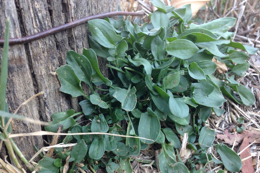 Sheep sorrel has a sour, citrus taste.