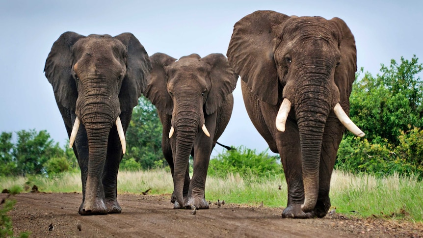 Three elephants walk side by side down a dirt road with scrub behind them.