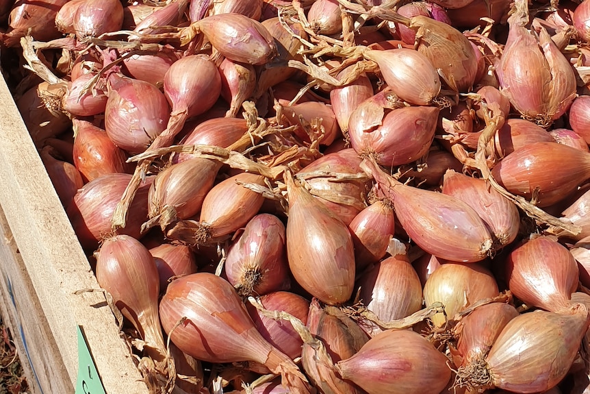 Golden shallots are seen loaded in a crate on a paddock.