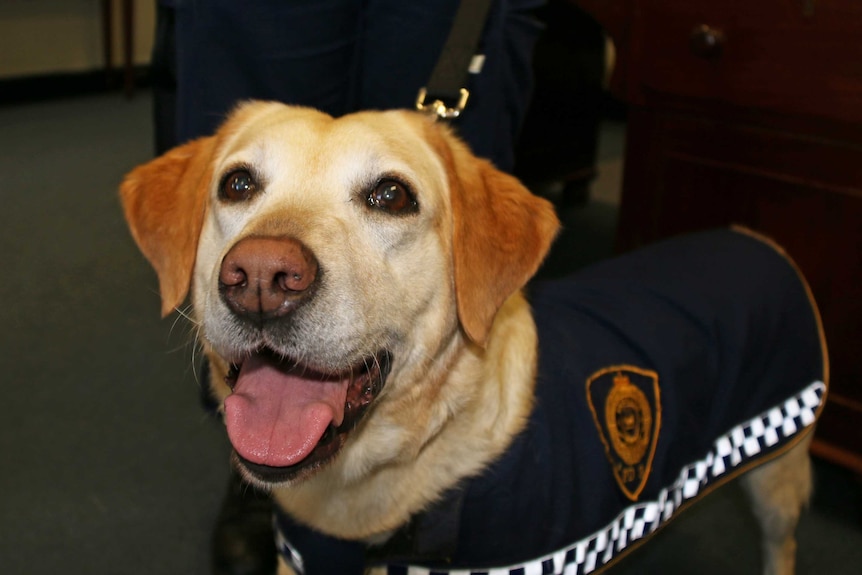 Police dog Flicka, 21 October 2015