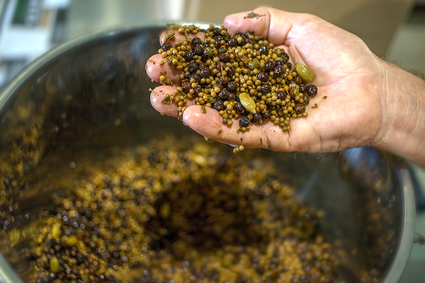 A hand holds herbs and spices used in gin production.