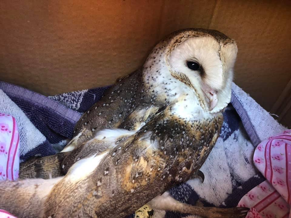 Native owls, lizards dying after eating mice and rats poisoned with