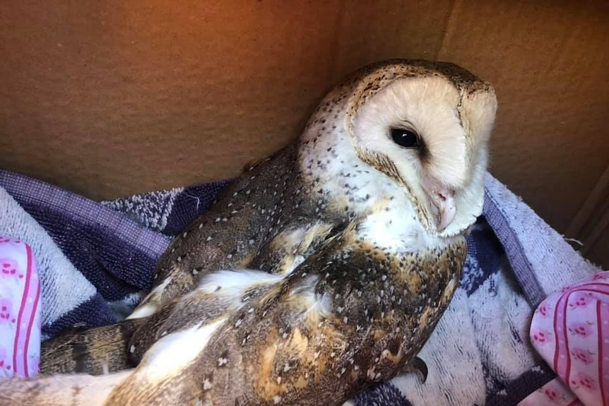 Picture of barn owl in cardboard box sitting on some towels.