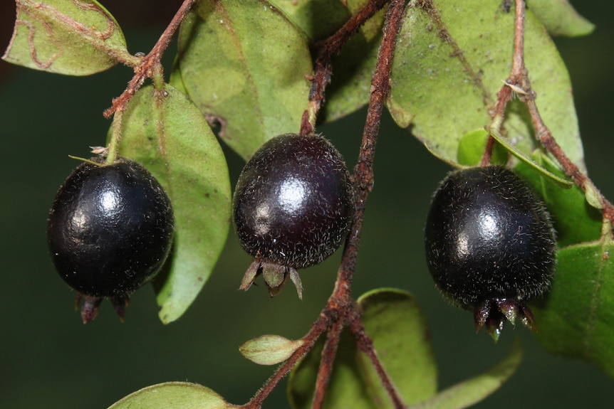 Gossia inophloia - thready bark myrtle - fruit 