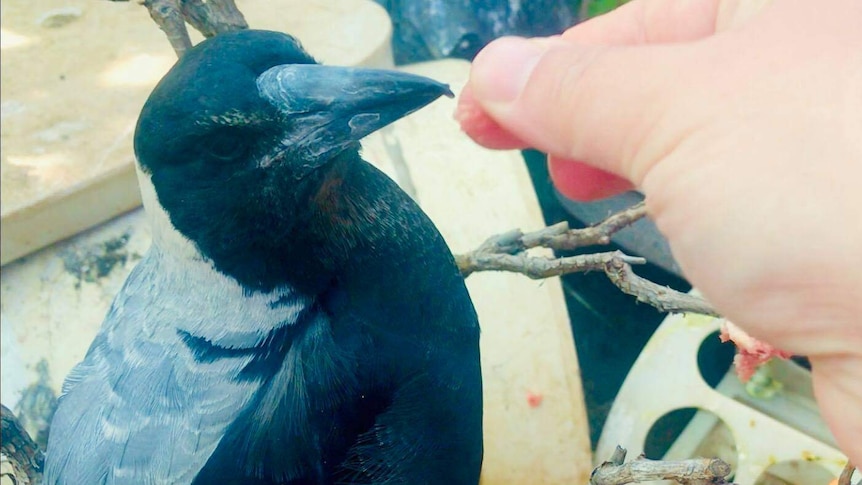 A magpie with dark black eyes stands with its mouth open ready to eat something off of the woman's finger.