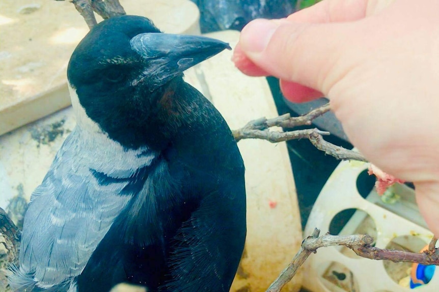 A magpie with dark black eyes stands with its mouth open ready to eat something off of the woman's finger.